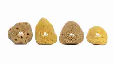 Natural Sea Sponges